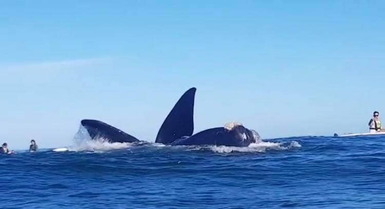 49775721 10157190555865466 1901274256914776064 n