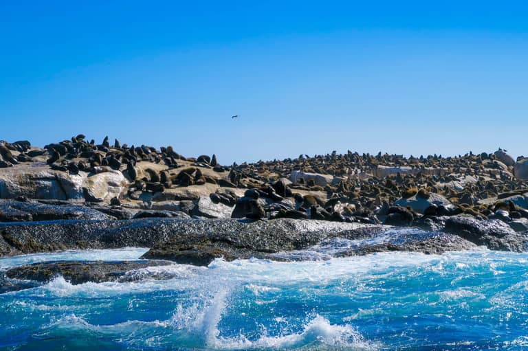 cape town 2017 12 38 of 42