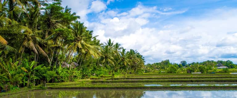 Bali rice fields