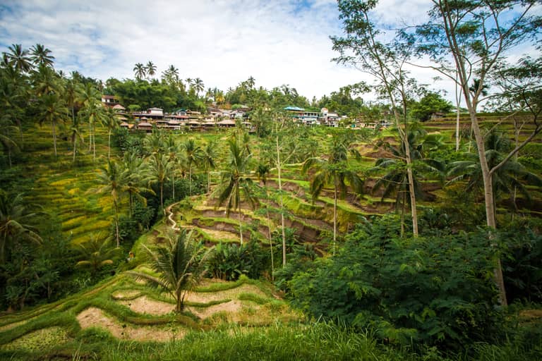 Tegalalang rice terraces
