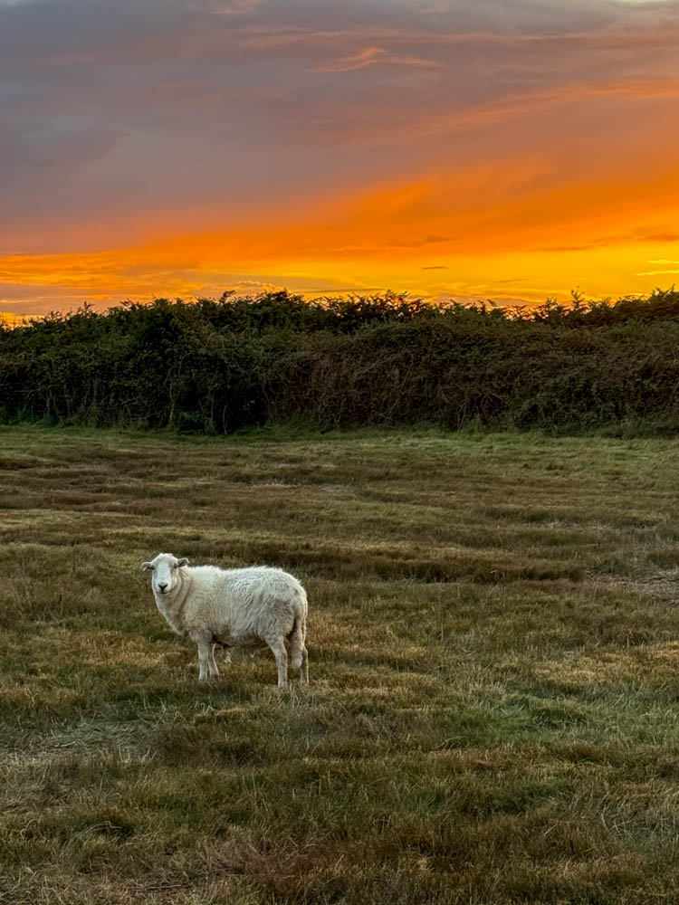 Judgemental Sheep