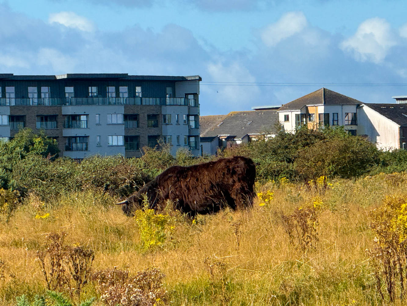 Highland Cow