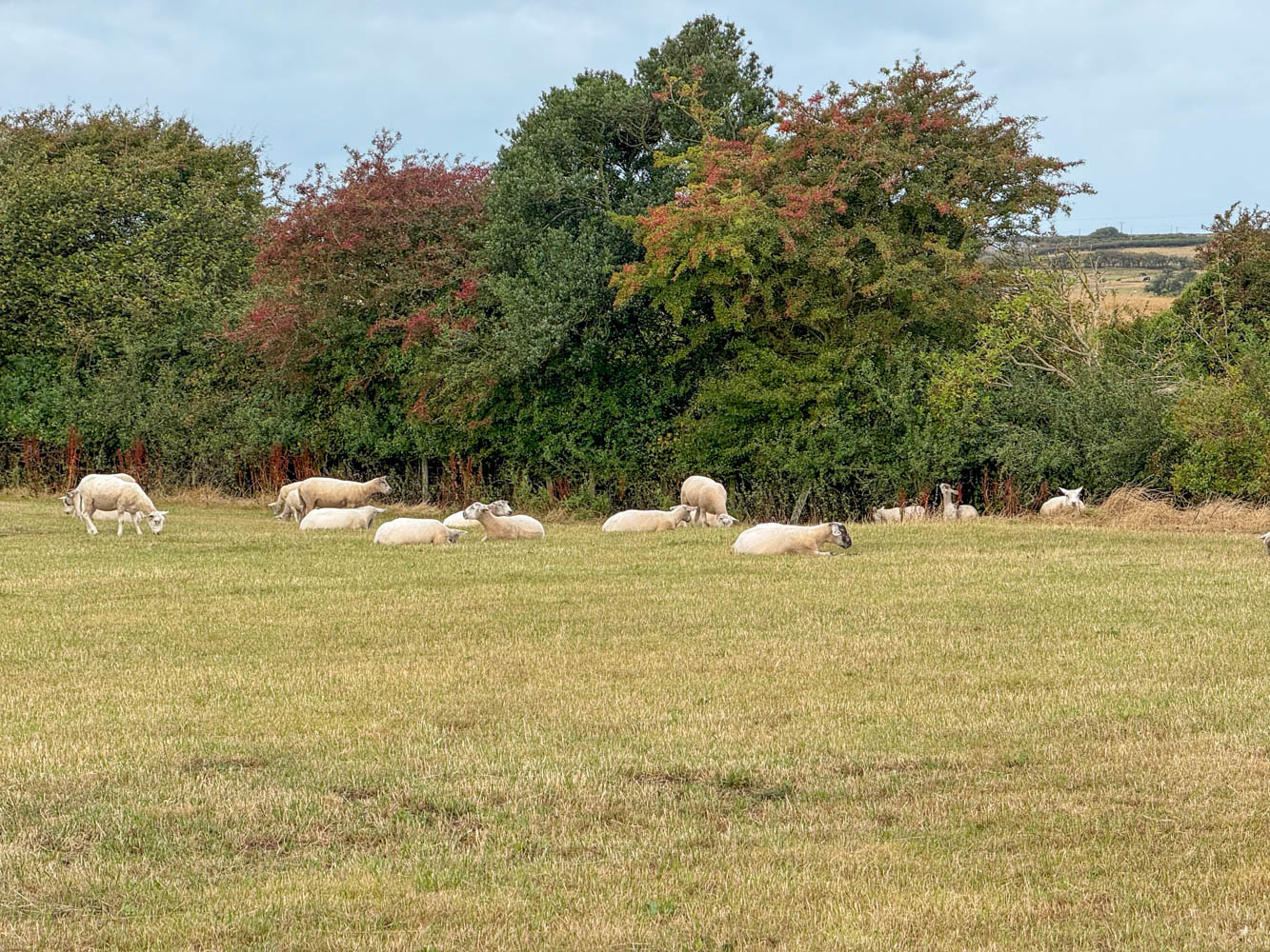 More Sheep