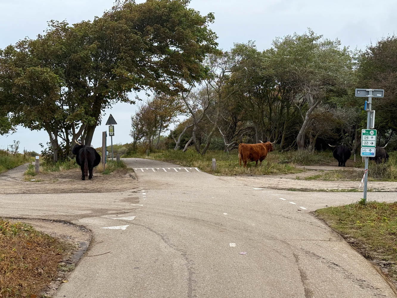 Cows