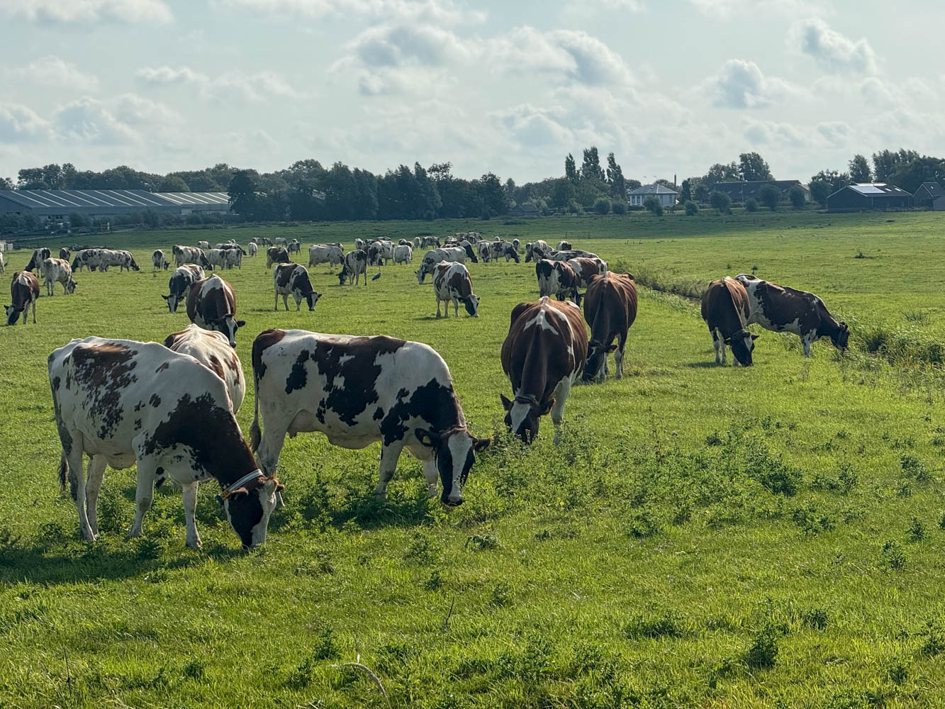 Cows